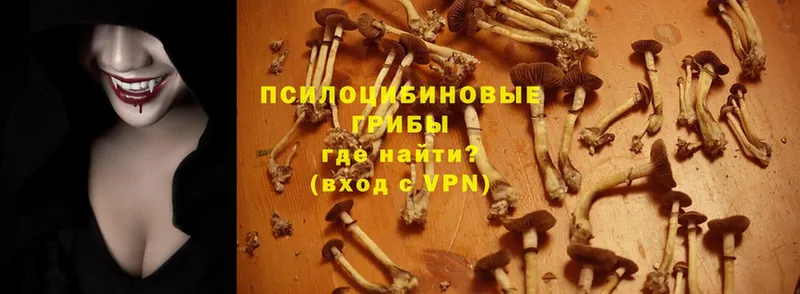 Псилоцибиновые грибы Psilocybe  Татарск 